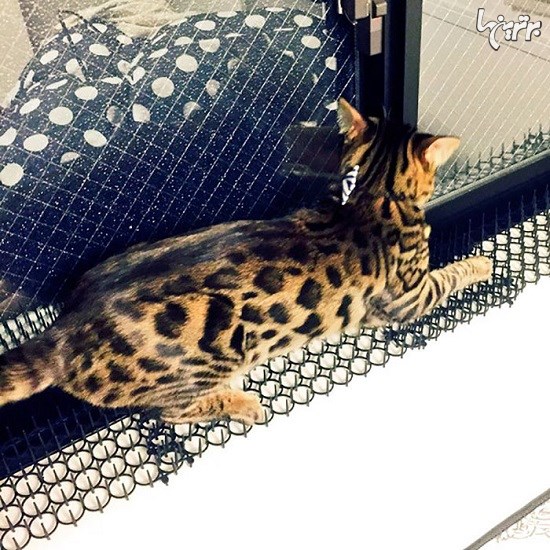 ترس مردم ژاپن از ایمنی گربه ها نسبت به موانع میخی