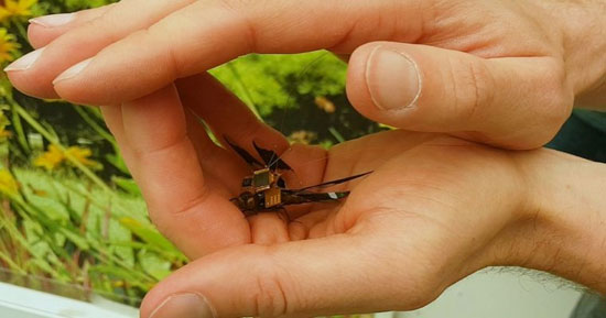 تبدیل حشرات به پهپاد با تسلط بر سیستم عصبی