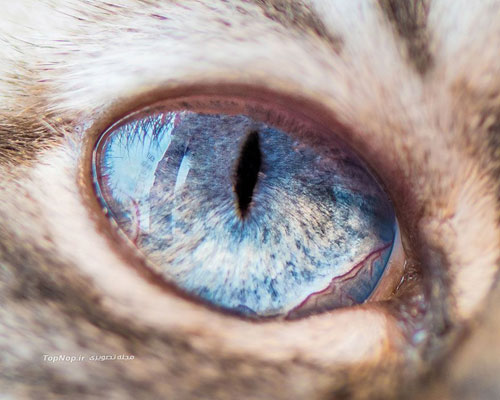 عکاسی ماکرو از چشمان زیبا گربه ها
