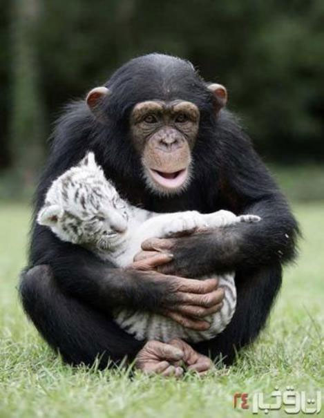 نگهداری عجیب شامپانزه مهربان از بچه ببر‌ها