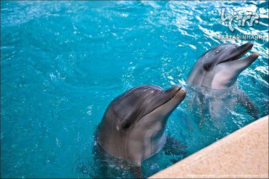 دلفين هاي همیشه خندان! + عکس