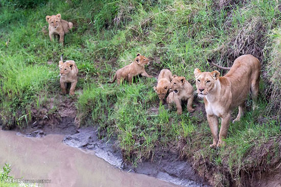 عکس: عبور بچه شیرها از رودخانه
