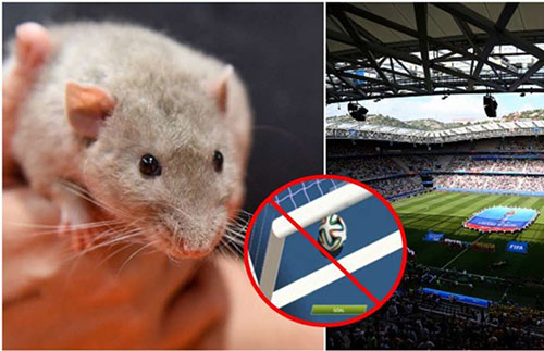 حمله موش‌ها به تکنولوژی خط دروازه در فرانسه!