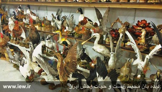 بازار سیاه خرید و فروش پرندگان! +عکس
