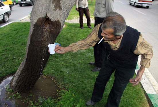 جوشش آب از تنه درخت در همدان! +عکس