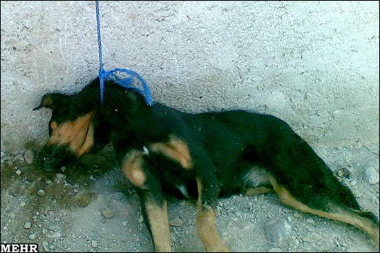 سگ کشی بیرحمانه در تبریز! + عکس