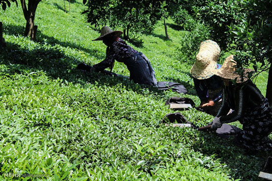 عکس: فصل برداشت چای بهاره