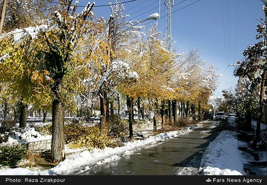 بارش برف و شکسته شدن درختان در شهرکرد