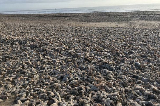 تجمع هزاران ستاره دریایی مرده در ساحل انگلیس