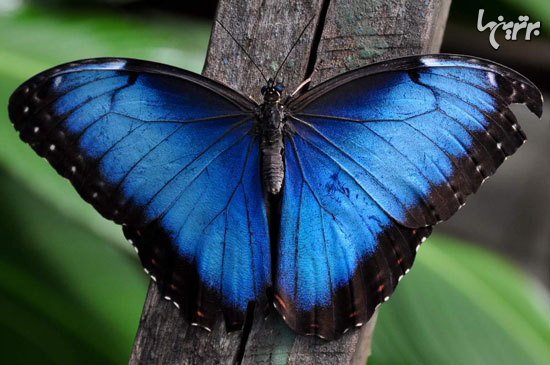 زیباترین پروانه‌های جهان