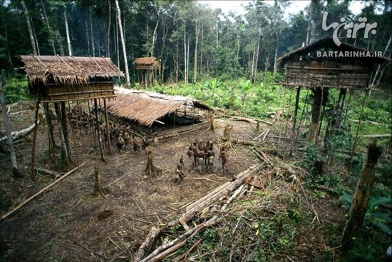 قبیله ای بَدَوی و آدمخوار در قلب جنگل+عکس