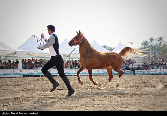 فستیوال کشوری اسبان اصیل ایرانی