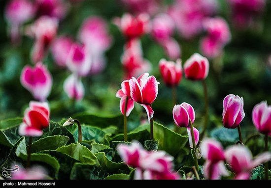 نمایشگاه گل و گیاه در تهران