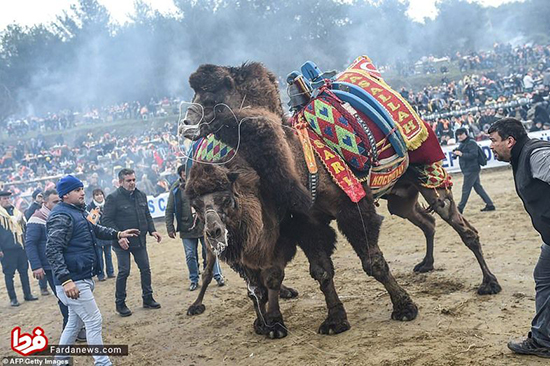 عجیب‌ترین مسابقه با حضور شترهای کشتی‌گیر!