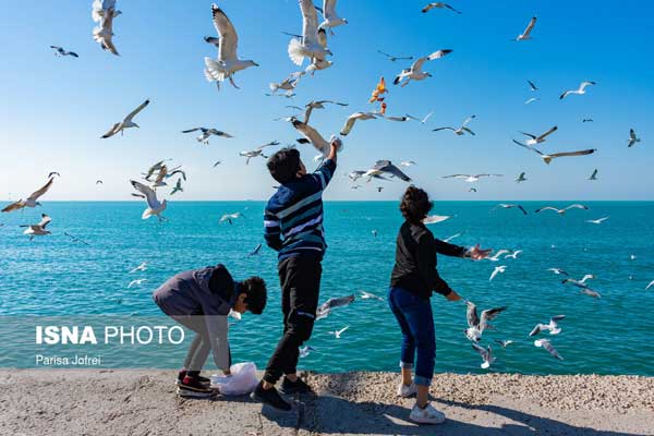 آواز مرغان دریایی در خلیج همیشه فارس