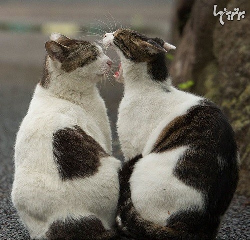 تصاویر بامزه از گربه های ولگرد توکیو