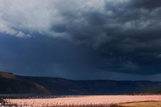 دریاچه‌ای مملو از فلامینگوهای قرمز +عکس