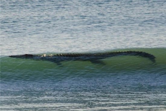 تصاویری عجیب از موج‌سواری کروکودیل!