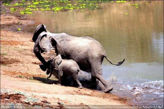 شجاعـت و عشـق یك بچـه فیـل! + عکس