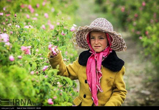 برداشت گل محمدی