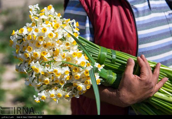 عکس: جشن گل نرگس در روستای جره