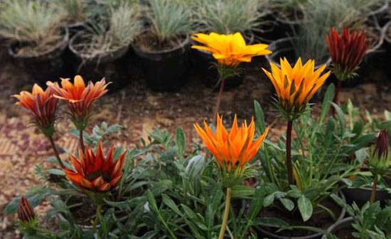 عکس: عرضه گل و گیاه در آستانه نوروز