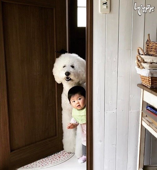 این دختربچه ژاپنی و سگش روزتان را می‌سازند