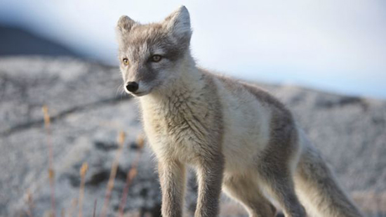 تعجب دانشمندان از سفر حماسی روباه قطبی