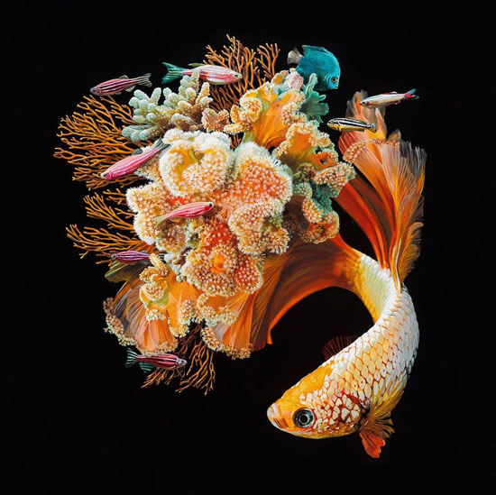 نقاشی های بی نظیر و واقعیت گونه ی یک هنرمند از ماهی ها
