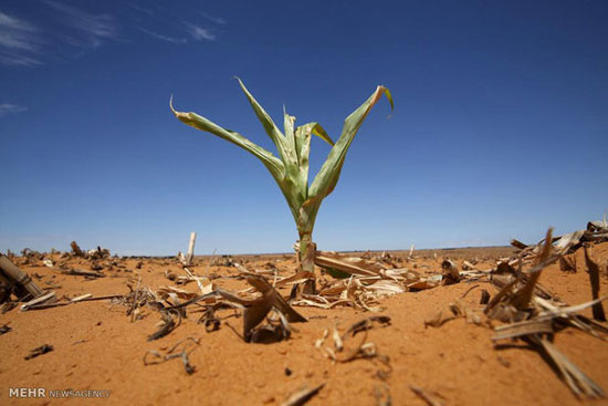 عکس: خشکسالی در آفریقا