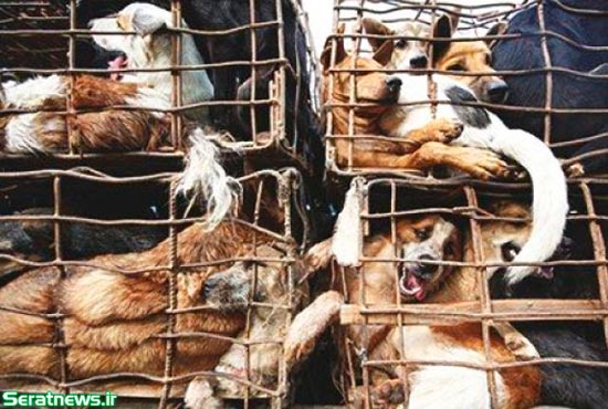فروش گوشت سگ در ویتنام +عکس