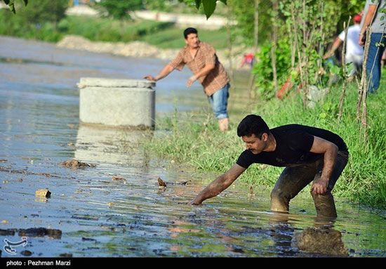 اهالی تنکابن با سبد ماهی صید می کنند!