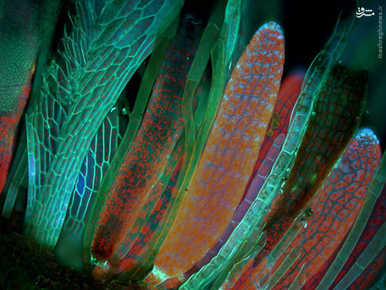زیبایی‌های هیجان انگیز میکروسکوپی!