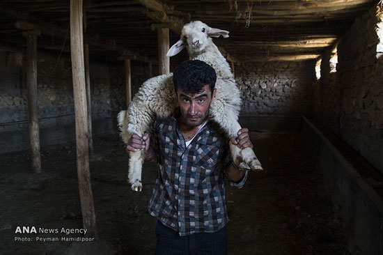 حمام گوسفندان در خراسان شمالی +عکس