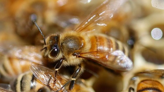 کاربرد زهر زنبور عسل برای درمان سرطان پستان