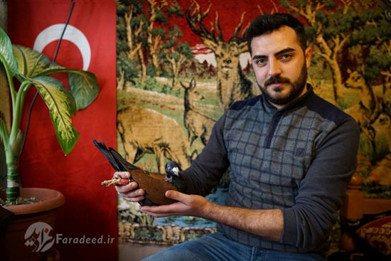 تجارت کبوترهای لوکس در ترکیه