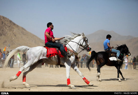 عکس: ملکه زیبایی اسب‌های ایرانی