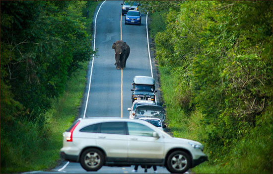 ترافیک یک ساعته در تایلند به خاطر فیل!