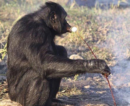 شامپانزه ای که غذا می‌پزد! +عکس