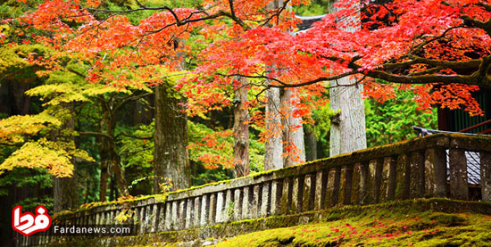 پاییز رویایی ژاپن