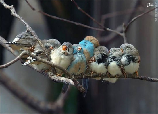 خوابیدن دسته جمعی پرندگان