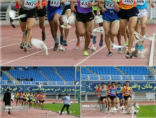 کبوتر‌های دردسرساز در مسابقات دوومیدانی مشهد