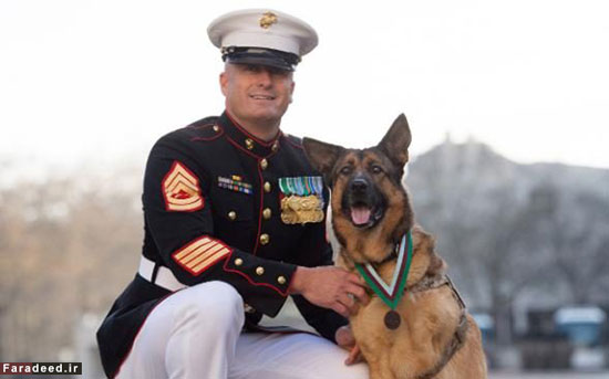 مدال شجاعت بریتانیا بر گردن یک سگ