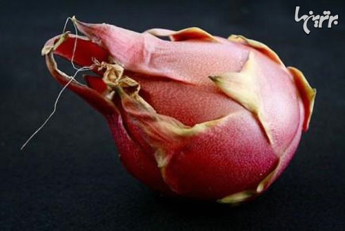 این میوه های ترسناک را تاکنون دیده اید؟