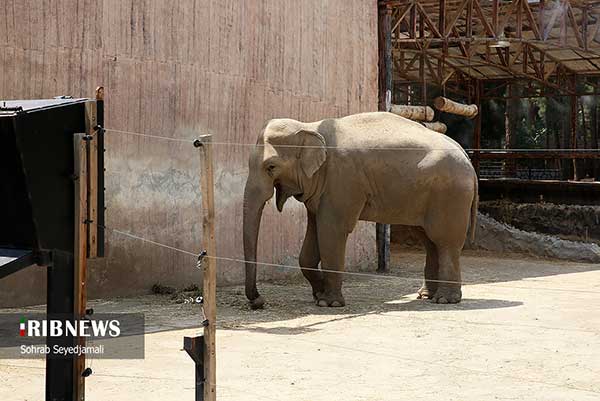 تصاویری از نخستین فیل متولد شده در ایران