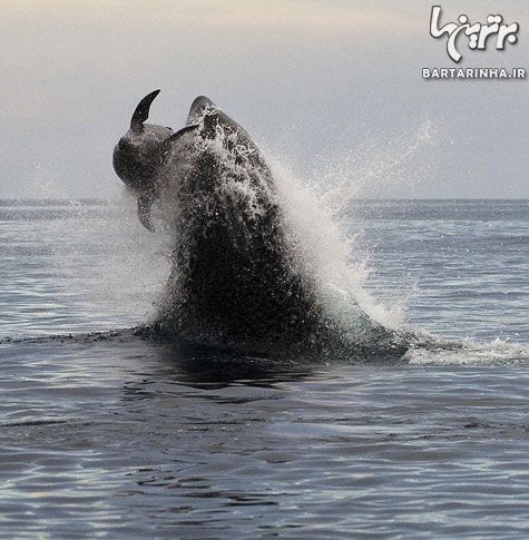 تصاویر دیدنی از تعقیب و گریز نهنگ و دلفین
