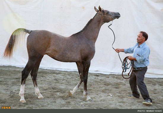 جشنواره زیبایی اسب‌های اصیل در تهران