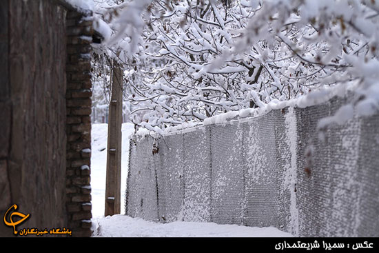 عکس: بارش برف پاییزی در شمیرانات