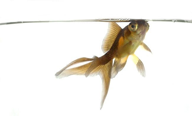 آیا ماهی‌ها هم تشنگی را احساس می‌کنند؟