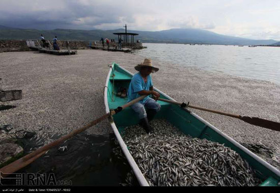 عکس: مرگ هزاران ماهی در مکزیک